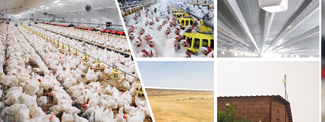 Išmanus CO2 monitoringas paukščių ir gyvulių fermose